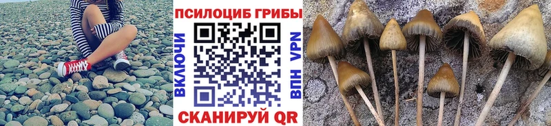 купить наркоту  Теберда  Галлюциногенные грибы GOLDEN TEACHER 